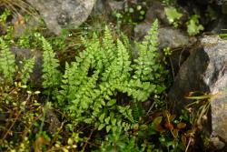 Cystopteris tasmanica. Mature plants growing amongst limestone rock.
 Image: L.R. Perrie © Leon Perrie CC BY-NC 3.0 NZ